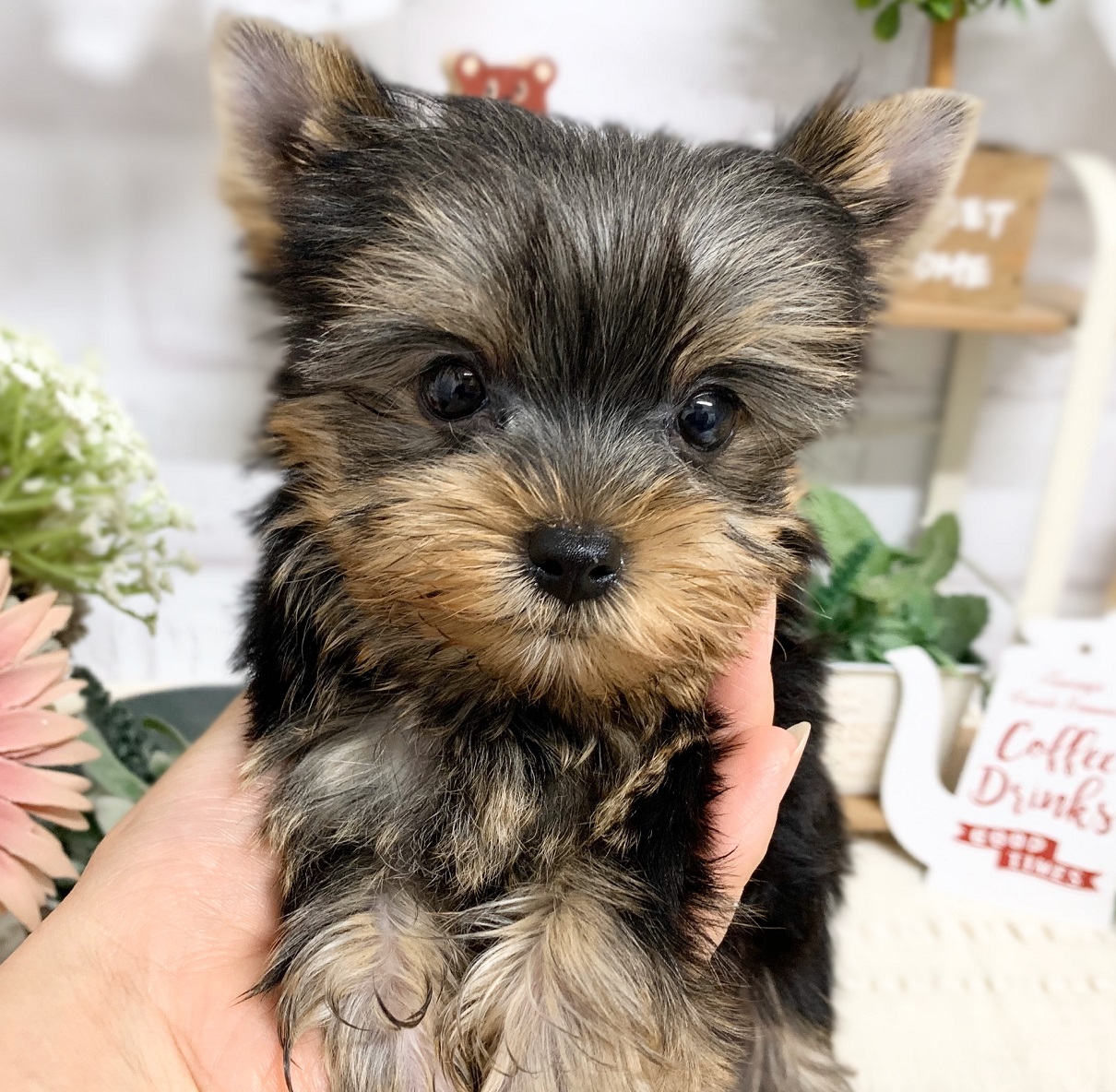 ヨークシャー・テリア｜ペット検索｜ペット大好き！ ハートをギュッと